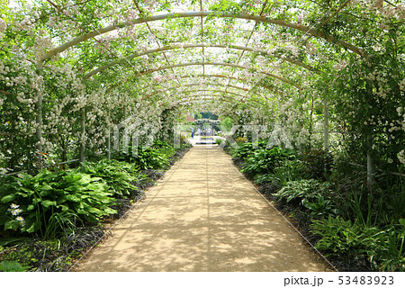 東武トレジャーガーデンのバラのアーチ ポールズ ヒマラヤン ムスク ランブラー 5月 群馬県館林市の写真素材 東武トレジャーガーデンのバラのアーチ ポールズ ヒマラヤン ムスク ランブラー 5月 群馬県館林市の写真素材