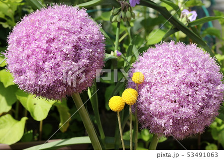 アリウム ギガンチウム アリウム ギガンチウム 53491063