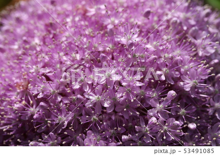 アリウム ギガンチウム 53491085