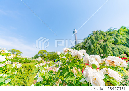 神奈川県横浜 山下公園 未来のバラ園 53497581