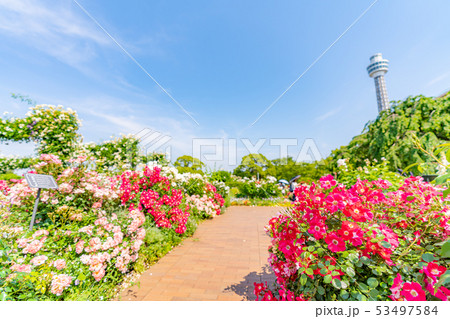神奈川県横浜 山下公園 未来のバラ園 神奈川県横浜 山下公園 未来のバラ園 53497584