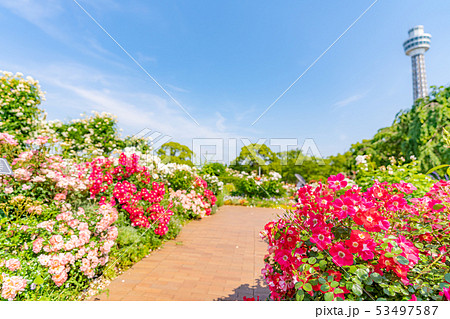 神奈川県横浜 山下公園 未来のバラ園 53497587