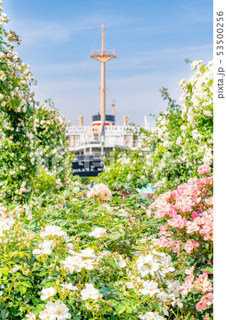 神奈川県横浜 山下公園 未来のバラ園 53500256