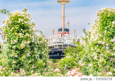神奈川県横浜 山下公園 未来のバラ園 神奈川県横浜 山下公園 未来のバラ園 53500259