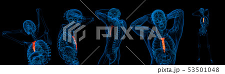 3d rendering illustration of sternum 53501048