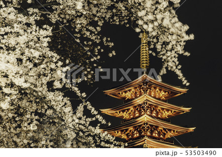 夜桜の浅草寺 夜桜の浅草寺 53503490