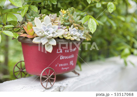 ガーデニングイメージ リメイク缶 多肉植物 ガーデニングイメージ リメイク缶 多肉植物 53517068