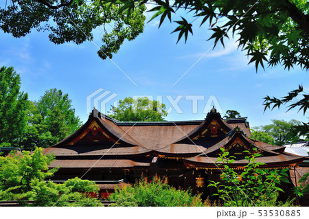 京都北野天満宮青もみじ 53530885