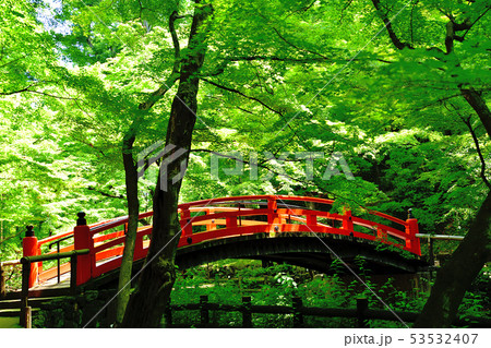 京都北野天満宮青もみじの写真素材
