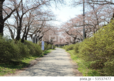 北上展勝地、桜並木 北上展勝地、桜並木 53537477