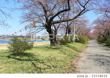 北上展勝地、桜並木と鯉のぼり 北上展勝地、桜並木と鯉のぼり 53538039