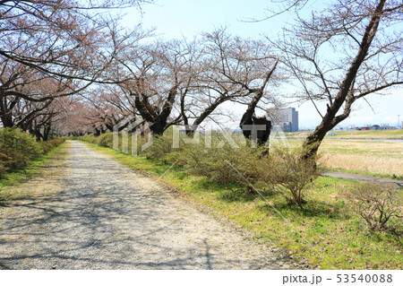 北上展勝地、桜並木 北上展勝地、桜並木 53540088