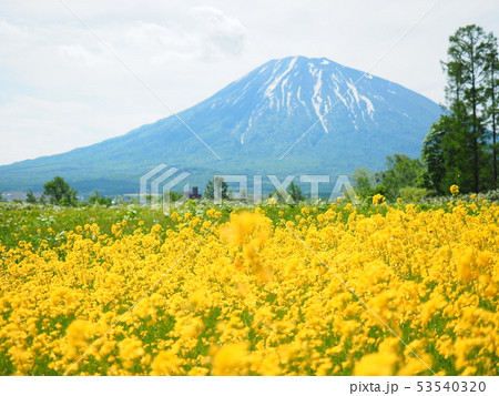 北海道の風景 羊蹄山と菜の花畑 北海道の風景 羊蹄山と菜の花畑 53540320