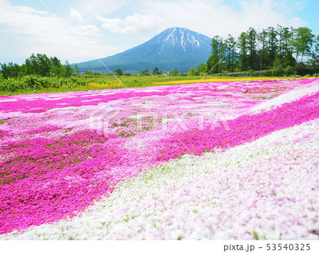 北海道の風景 羊蹄山と菜の花と芝桜 北海道の風景 羊蹄山と菜の花と芝桜 53540325
