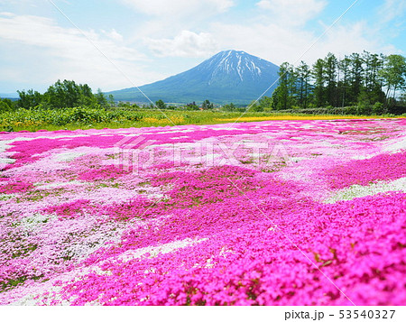 北海道の風景 羊蹄山と芝桜 北海道の風景 羊蹄山と芝桜 53540327