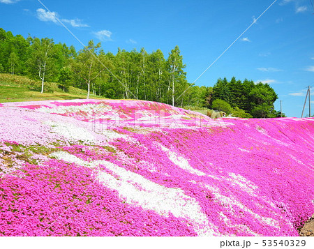 北海道の風景 芝桜庭園 北海道の風景 芝桜庭園 53540329