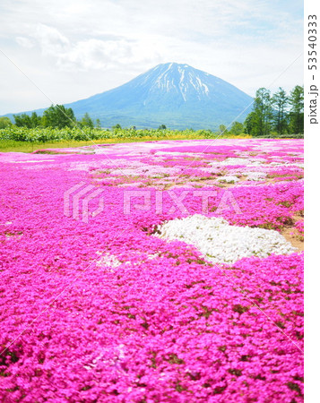 北海道の風景 羊蹄山と芝桜 北海道の風景 羊蹄山と芝桜 53540333