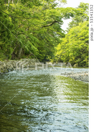 新緑の伊勢神宮　五十鈴川と新緑の風景　内宮の御手洗場　イメージ素材　 53541352