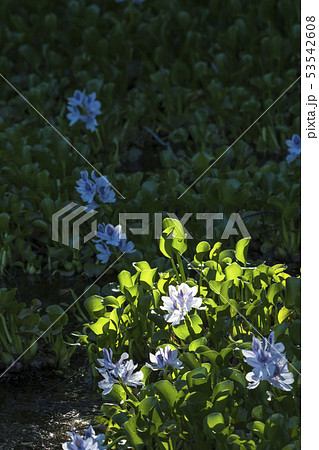 ホテイアオイの花 53542608