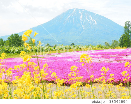 北海道の風景 羊蹄山と芝桜庭園 53542694