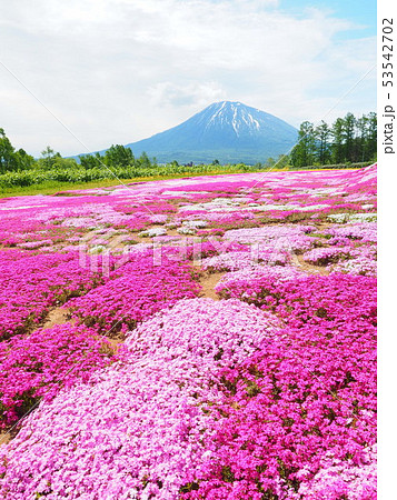 羊蹄山と芝桜庭園 羊蹄山と芝桜庭園 53542702