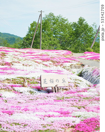 倶知安町の芝桜庭園 倶知安町の芝桜庭園 53542709