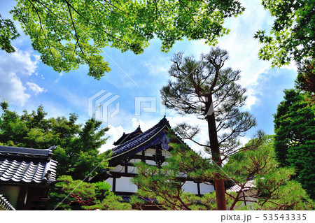 京都南禅寺青もみじ 53543335
