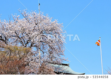 桜と鐘楼堂 蓮花寺 桜と鐘楼堂 蓮花寺 53544058