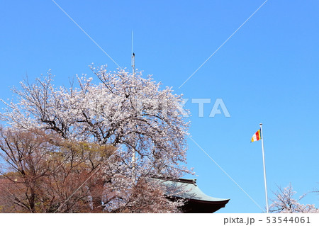 桜と鐘楼堂　蓮花寺 53544061