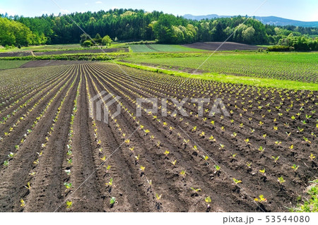 嬬恋村 高原のキャベツ畑ドライブ 嬬恋村 高原のキャベツ畑ドライブ 53544080