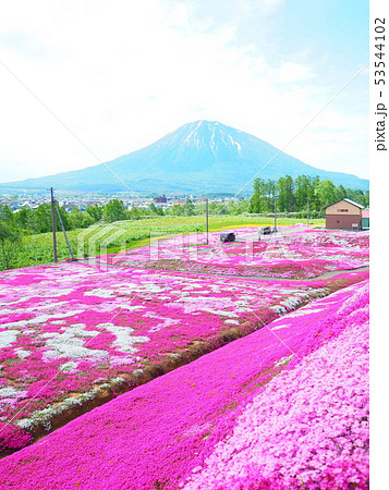 北海道 倶知安町の三島さん家の芝桜庭園の写真素材