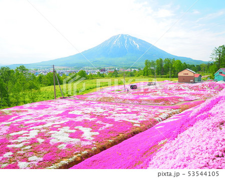 北海道倶知安町 三島さん家の芝桜庭園 北海道倶知安町 三島さん家の芝桜庭園 53544105