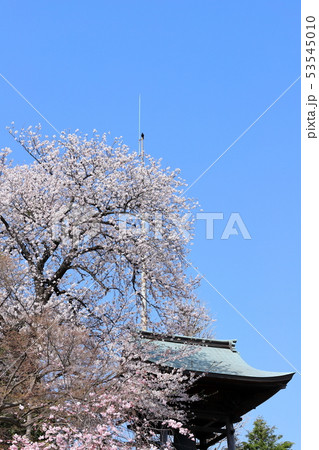 桜と鐘楼堂 蓮花寺 タテ位置 桜と鐘楼堂 蓮花寺 タテ位置 53545010