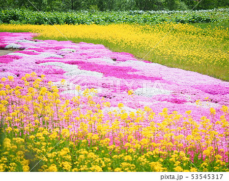北海道の風景 菜の花と芝桜庭園 53545317