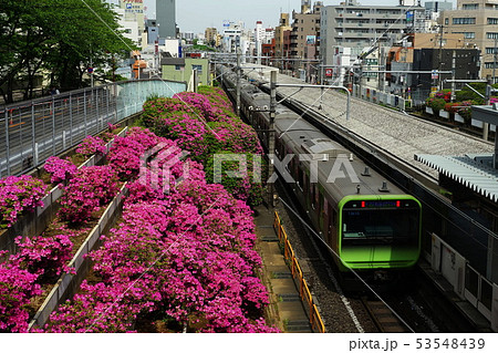 5月 豊島08ツツジ満開のJR駒込駅 5月 豊島08ツツジ満開のJR駒込駅 53548439