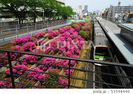 5月 豊島07ツツジ満開のJR駒込駅 5月 豊島07ツツジ満開のJR駒込駅 53548440