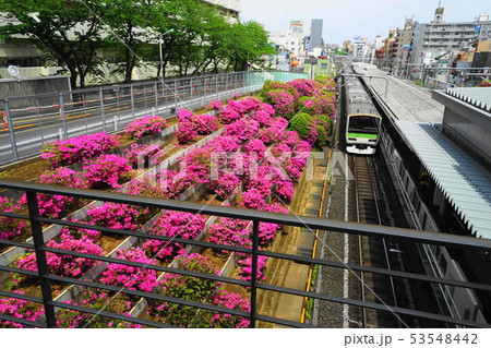 5月 豊島06ツツジ満開のJR駒込駅 5月 豊島06ツツジ満開のJR駒込駅 53548442