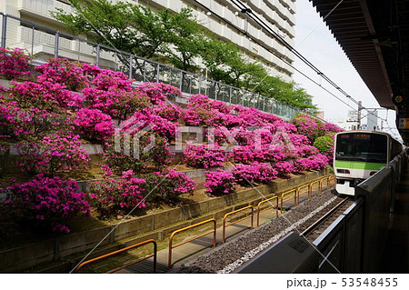 5月 豊島01ツツジ満開のJR駒込駅 5月 豊島01ツツジ満開のJR駒込駅 53548455