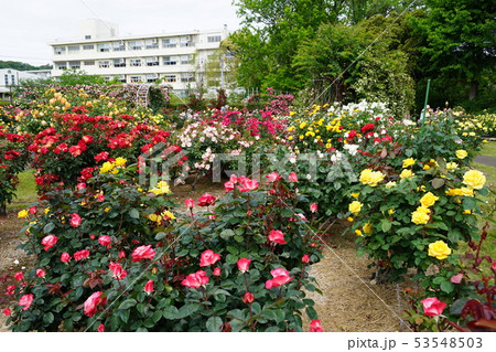 5月 鎌倉787ﾊﾞﾗ園 日比谷花壇大船ﾌﾗﾜｰｾﾝﾀｰの写真素材