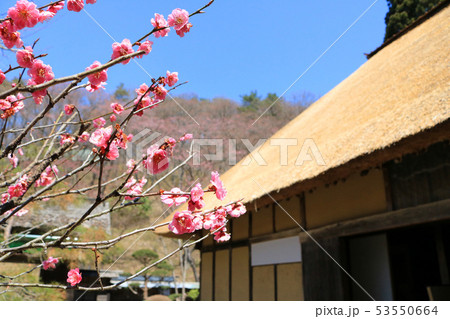 みちのく民俗村、旧大泉家住宅と梅の花 53550664