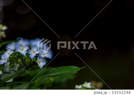 紫陽花 紫陽花 53552248