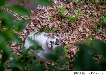 見つめる猫 見つめる猫 53552257