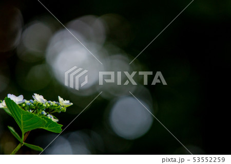 紫陽花 53552259