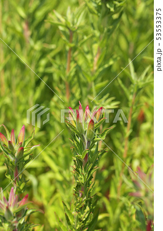 ゴテチャの花の蕾 53553375