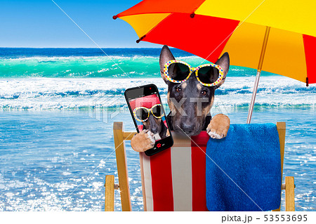 bull terrier dog on a hammok in summer bull terrier dog on a hammok in summer 53553695