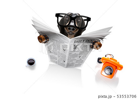 dog reading newspaper 53553706