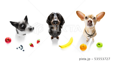 group of dogs with overweight and fruit 53553727