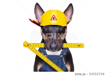 handyman dog with tool in mouth handyman dog with tool in mouth 53553729
