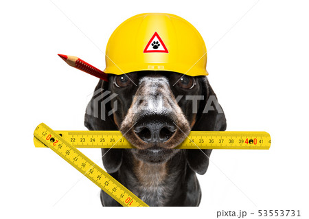 handyman worker hammer dog with helmet handyman worker hammer dog with helmet 53553731
