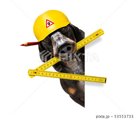 handyman worker hammer dog with helmet 53553733
